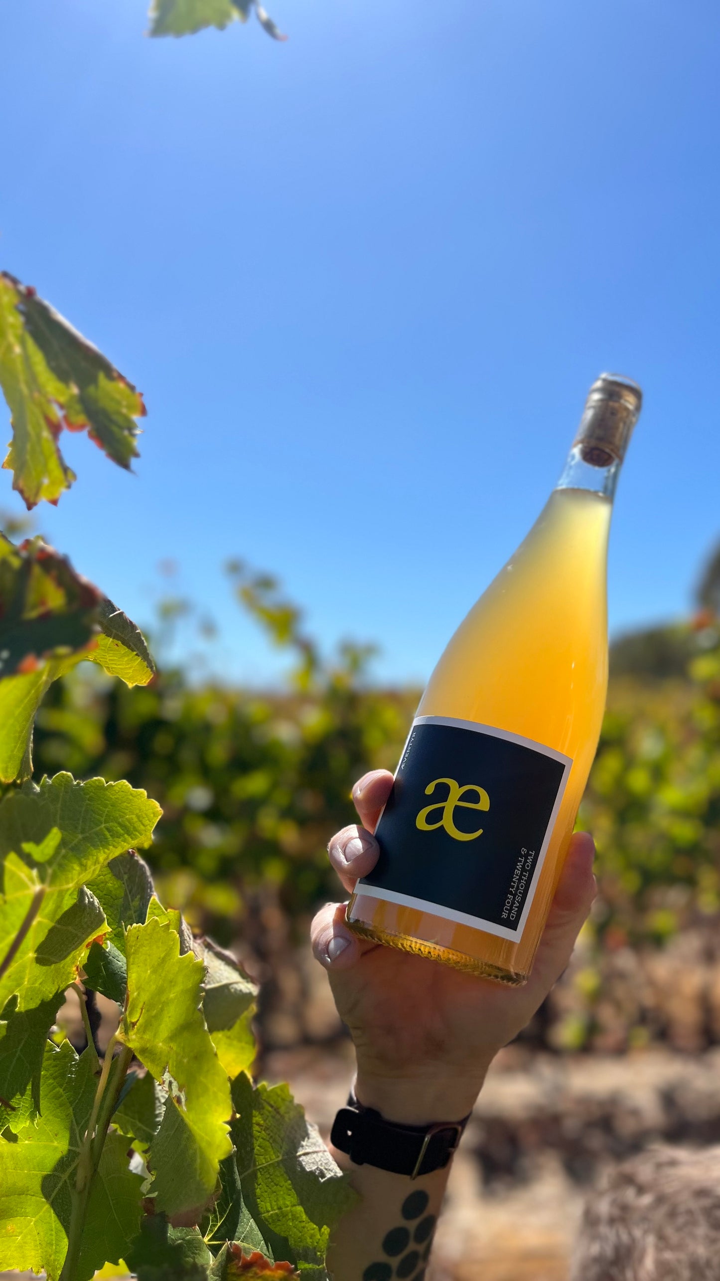 Æventyr Gewurztraminer 2024