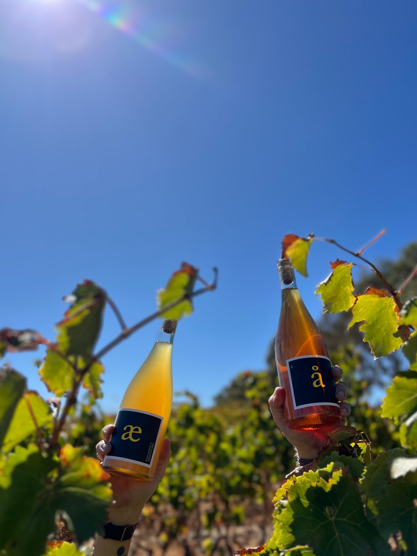 Æventyr Gewurztraminer 2024