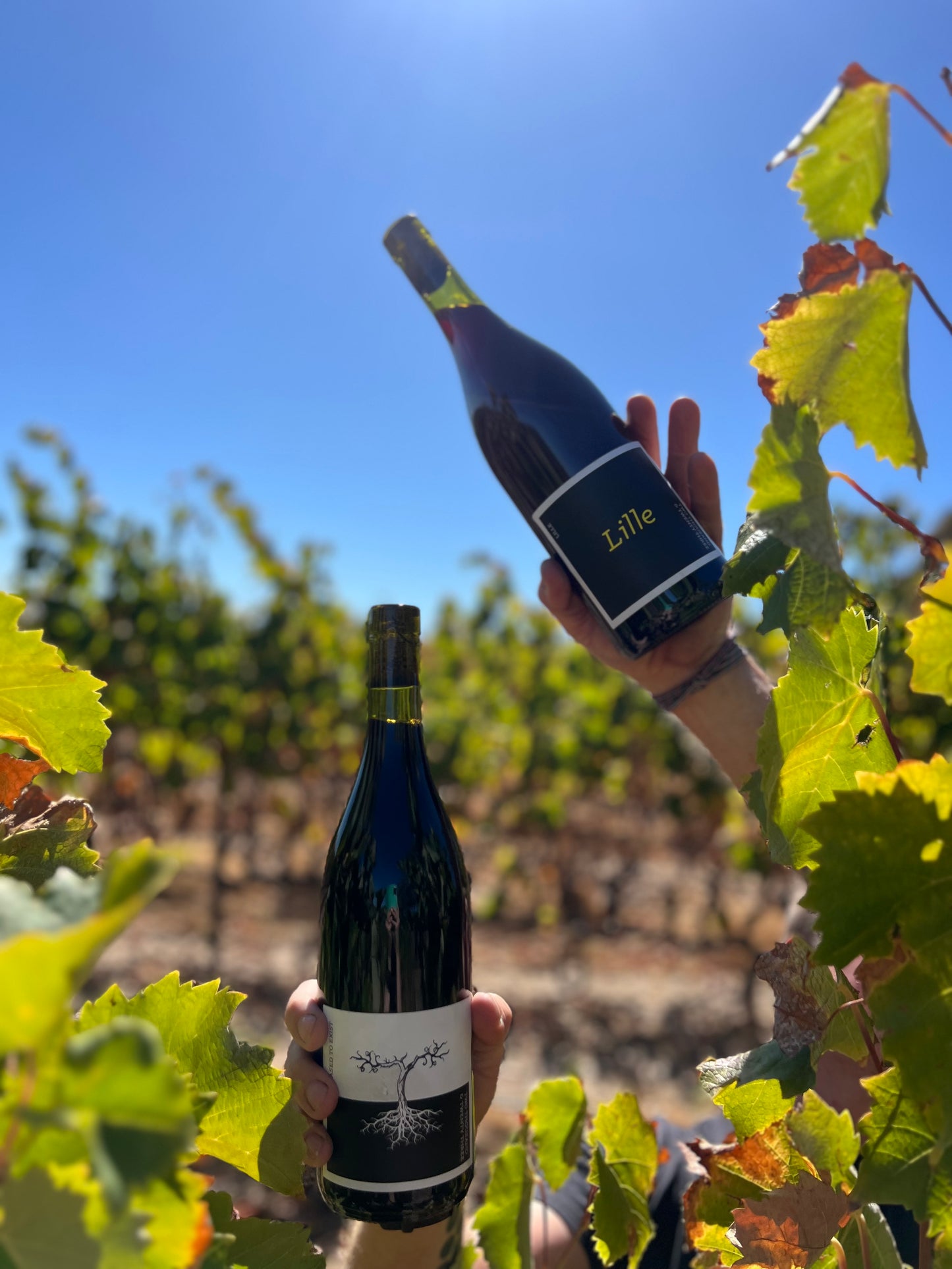 Lille Teroldego 2023